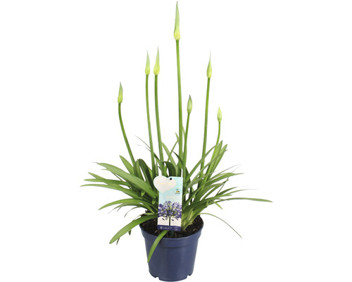 Africká okrasná ľalia v kvetináči s kvetom