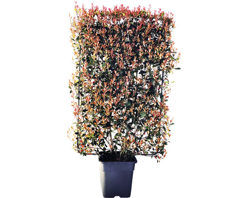 Photinia v kvetináči s mriežkou