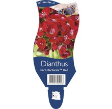 Balenie klinčeka bradatého Barbarini Red