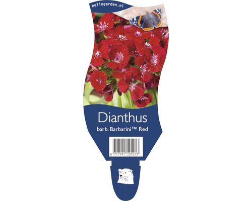 Balenie klinčeka bradatého Barbarini Red
