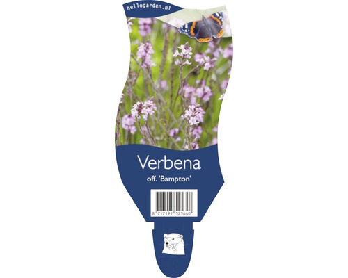 Železník lekársky FloraSelf Verbena officinalis 'Bampton' 20-40 cm kvetináč 5 l