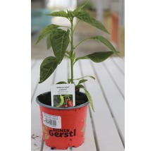 Rastlina chilli papričky Cayenne v kvetináči
