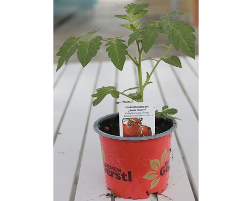 Sadenica kokteilových paradajok v kvetináči