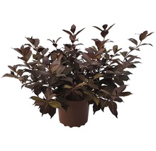 Vajgela tmavolistá FloraSelf Weigela florida 'Alexandra' výška 40-60 cm kvetináč 4 l