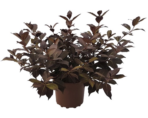 Vajgela tmavolistá FloraSelf Weigela florida 'Alexandra' výška 40-60 cm kvetináč 4 l Okrasný ker v kvetináči s tmavými listami.
