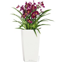 Orchidea v bielom kvetináči