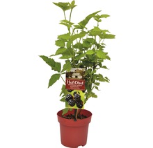Černica nepichľavá FloraSelf Rubus fruticosus 'Navaho Bigandearly' ® 30-40 cm kvetináč 3,4 l-thumb-3