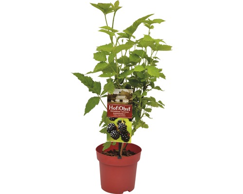 Ostružina v kvetináči