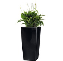 Čierny kvetináč s lopatkovcom