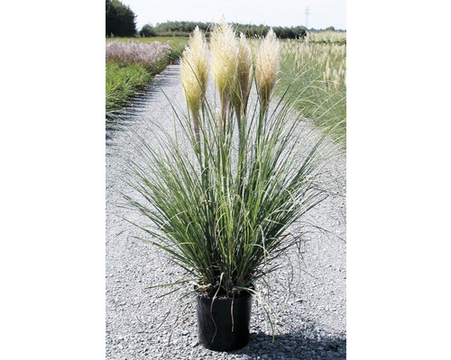 Pampová tráva v kvetináči