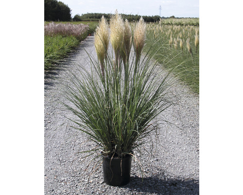 Pampová tráva v kvetináči