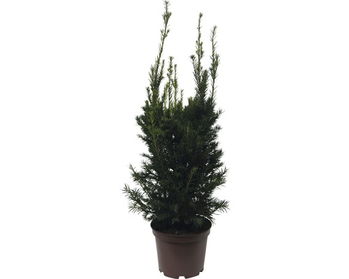 Tis červený Taxus baccata 'Westerstede' 60-70 cm kvetináč 7,5 l