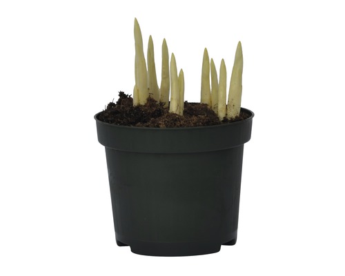 Rastlina hosta v kvetináči