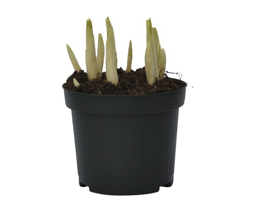 Mladá rastlina Hosta v kvetináči