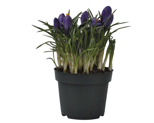 Šafrány v kvetináči