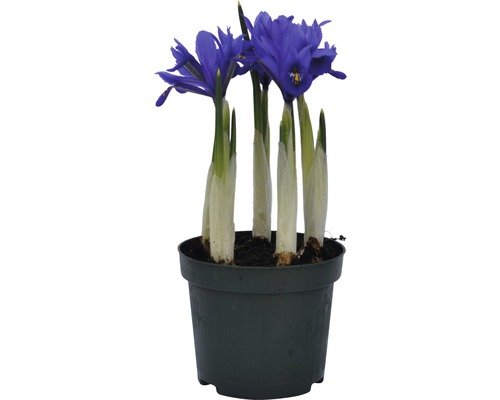 Iris v kvetináči