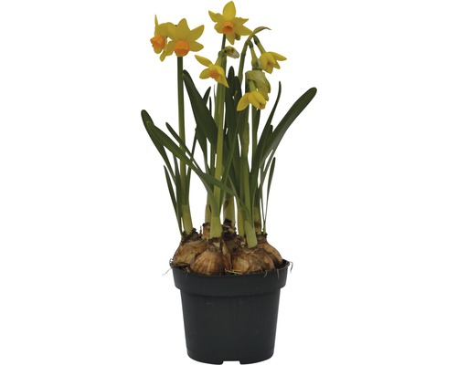 Narcis FloraSelf Narcissus pseudonarcissus 'Jet Fire' Ø 9 cm kvetináč
