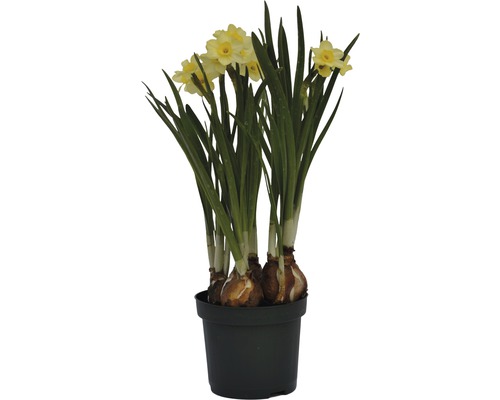 Narcis FloraSelf Narcissus pseudonarcissus 'Minnow' Ø 9 cm kvetináč
