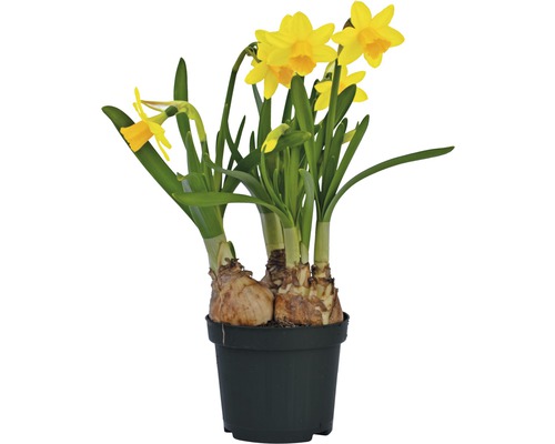 Narcis FloraSelf Narcissus pseudonarcissus 'Tete a Tete' kvetináč Ø 9 cm