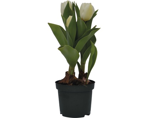 Kvetináč s bielymi tulipánmi