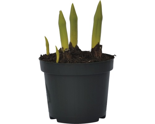 Mladá rastlina v kvetináči s čerstvými výhonkami