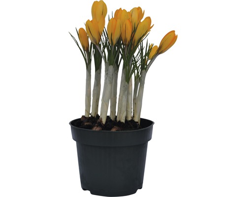 Žltý krokus v kvetináči