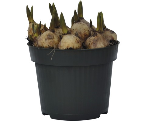 Kvetinové cibule v kvetináči