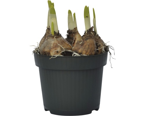 Kvetinové cibuľky v kvetináči s výhonkami