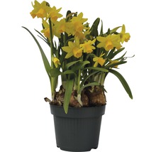 Narcis FloraSelf Narcissus pseudonarcissus 'Tete a Tete' Ø 12 cm kvetináč-thumb-0