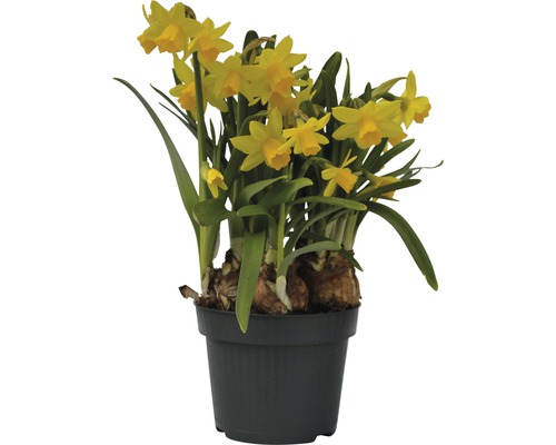 Narcis FloraSelf Narcissus pseudonarcissus 'Tete a Tete' Ø 12 cm kvetináč-0