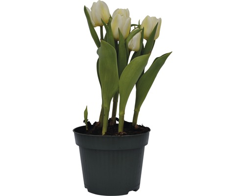 Tulipány v kvetináči