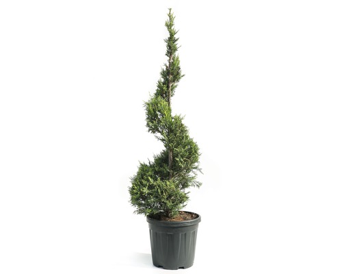 Cyprusovec leylandský žltý špirála FloraSelf Cupressocyparis leylandii 'Castlewellan Gold' výška cca 125 cm kvetináč 18 l