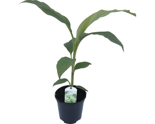 Banánová izbová rastlina v kvetináči