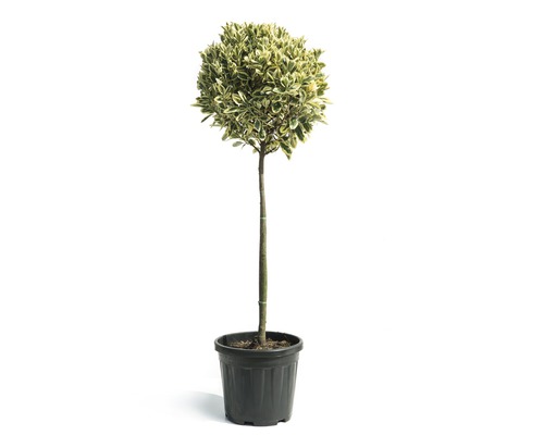 Bršlen japonský na kmienku FloraSelf Eunonymus japonicus 'Bravo' kmienok 80 cm kvetináč 15 l