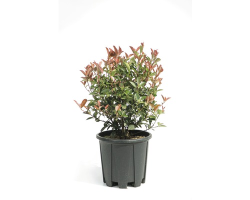 Červienka Fraserova guľa FloraSelf Photinia fraseri 'Compacta' Ø 25/30 cm kvetináč 9 l 35 rokov FloraSelf jubilejná edícia