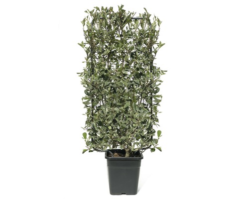 Blýskalka, blýskalka Fraserova bielozelená na špalier FloraSelf Photinia fraseri 'Pink Marble' ® 110 x 50 cm kvetináč 18 l