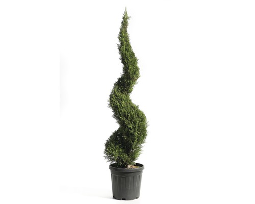 Cyprusovec Leylandův špirála Cupressocyparis leylandii 'Pyramidalis' výška cca 125 cm kvetináč 18 l