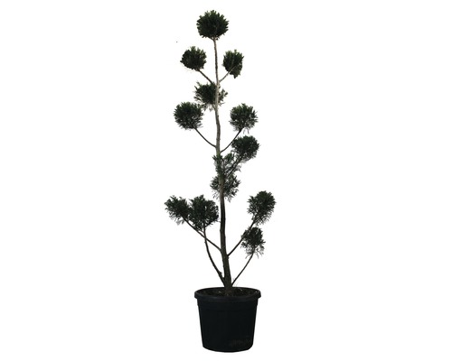 Cyprusovec leylandský PonPon FloraSelf Cupressocyparis leylandii výška 150-170 cm kvetináč 30 l