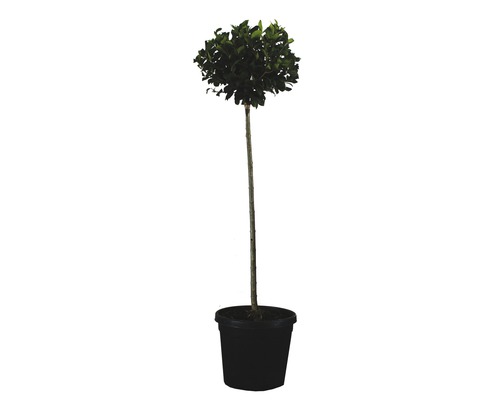 Vtáčí zob polokmeň Ligustrum Texanum výška 130 cm kvetináč 18 cm