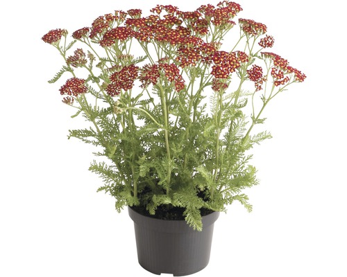 Rebríček červený FloraSelf Achillea millefolium 'Red Beauty' 10-60 cm kvetináč 3 l