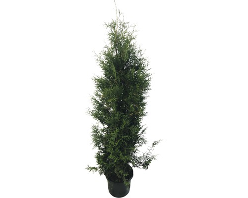 Tuja západná FloraSelf Thuja occidentalis 'Brabant' výška 150-175 cm kvetináč 12 l