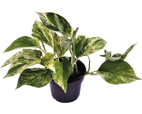Potosovec FloraSelf Scindapsus aureum 'Marble Queen' výška 15-25 cm kvetináč Ø 12 cm Potosovec zlatý izbová rastlina v kvetináči