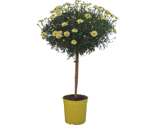 Margarétka kerovitá na kmienku Argyranthemum frutescens výška 65-75 cm kvetináč Ø 18 cm žltá