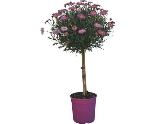 Margarétka kerovitá na kmienku Argyranthemum frutescens výška 65-75 cm kvetináč Ø 18 cm ružová