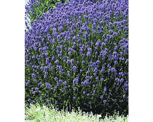 Levanduľa modrá Lavandula angustifolia Ø 12 cm kvetináč
