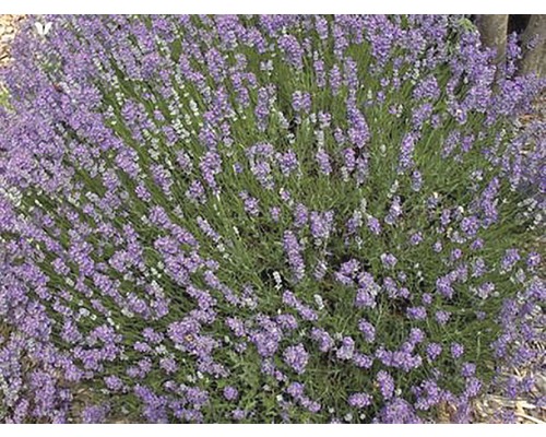 Levanduľový ker s fialovými kvetmi