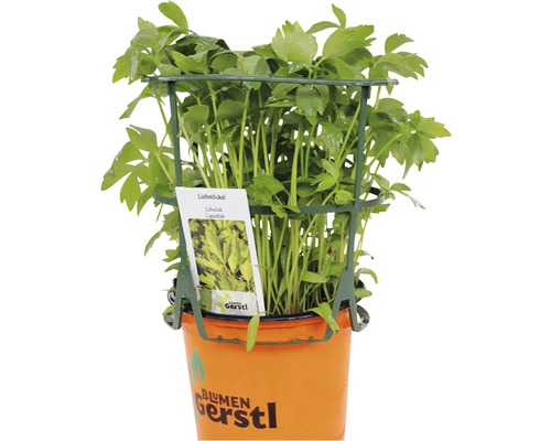 Ligurček rastlina v kvetináči s podperou