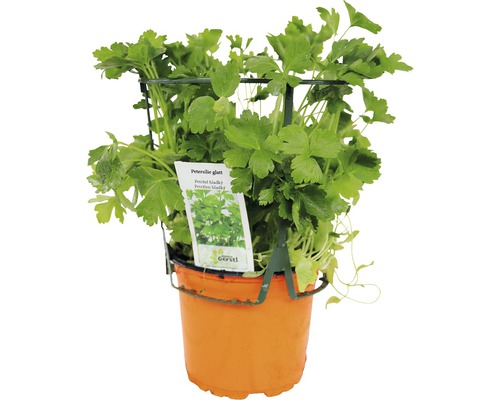 Hladká petržlenová vňať v kvetináči