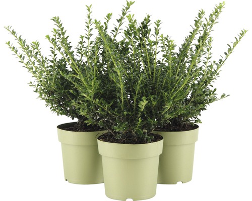 Tri zelené rastliny krušpánu v kvetináčoch