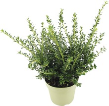 Ilex crenata v kvetináči